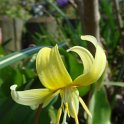 Erythronium x 'Pagoda' fleur